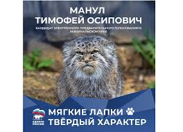 Манул никогда не станет вести себя, как обыкновенная домашняя кошка. Kot Manul Iz Zabajkalya Sobralsya Borotsya Za Mesto V Gosdume Zabajkalskij Rabochij