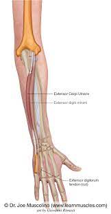 Extensor tendon injury management online course: Extensor Carpi Ulnaris Learn Muscles