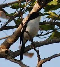 Download lagu burung decu kembang mp3 gratis, download mp3 burung decu download musik burung decu kembang, download burung decu kembang mp3, burung decu. Decu Timor Wikipedia Bahasa Indonesia Ensiklopedia Bebas