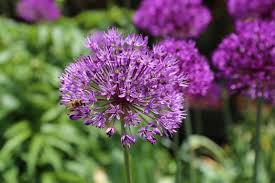 Discover the most popular types of flowers with our helpful guide! Types Of Alliums