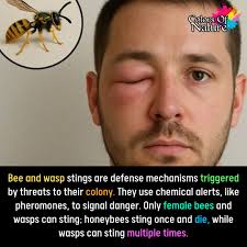 Understanding bee behavior and interactions