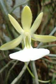 Image result for Grona setigera