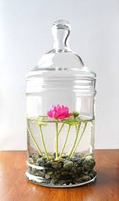 Reserved Tiny Pink Lotus Water Lily Terrarium In Glass Vase Plants Indoor Plants Water Plants