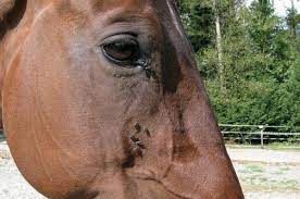 Goodbye Flies Nine Strategies To Keep Your Horse From Getting Bugged Horses For Clean Water