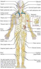 13 Ways To Strengthen Your Immune System To Avoid Sickness Disease Lymphatic System Lymphatic System Diagram Lymphatic