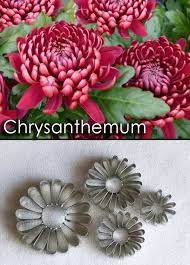 Chrysanthemum Chrysanthemum Edible Diamonds Sugar Flowers