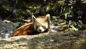 This is a list of the male and female names of animals. Red Panda Sikkim Animals Name With Image Cute Red Panda In Sikkim Youtube It Is Listed As Endangered On The Iucn Red List Because The Wild Population Is Chas Goad