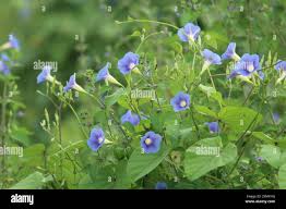Image result for Ipomoea parasitica