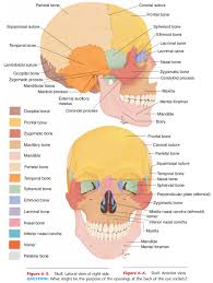 This website is temporarily out of service. Skull Skeleton