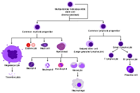 White Blood Cell Wikipedia