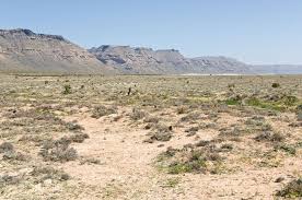 Image result for Microcharis angolensis