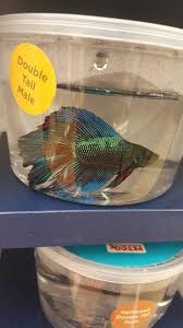 I want to propose a different idea to you, petsmart and petco of a better way to house their betta fish. Betta Breeders