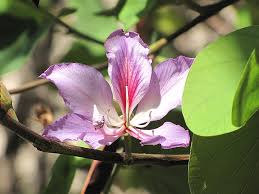 Image result for Bauhinia purpurea