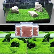 Easy Growing Aquarium Water Plant Buy 1 Get 2 Free Planted Aquarium Aquarium Grass Live Aquarium Plants