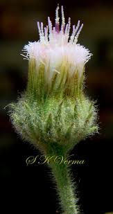 Image result for Pseudoconyza viscosa