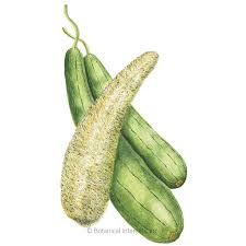 Image result for Luffa