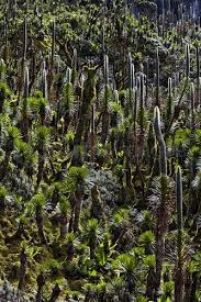 Image result for Lobelia wollastonii