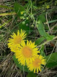 Image result for Pentanema