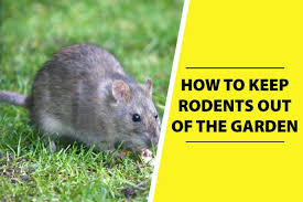 Rat guards will get rid of rats in trees. How To Keep Rodents Out Of The Garden