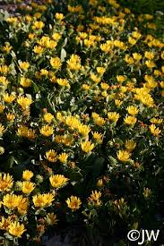 Image result for Murdannia stricta