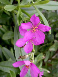 Image result for Talinum fruticosum