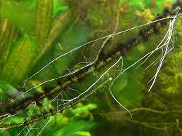 Unsere redaktion hat verschiedene hersteller untersucht und wir zeigen ihnen hier alle resultate. Pinselalgen Im Aquarium Entfernen