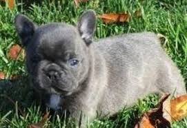 In the nineteenth century, the bulldog was fairly popular in england, especially around nottingham. 5 Best French Bulldog Breeders In Virginia Reviews Smiling Bulldogs