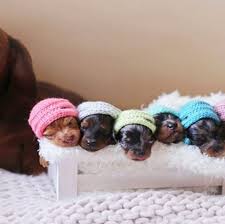 Worshonde Dachshunds Eastern Cape And Port Elizabeth Home Facebook
