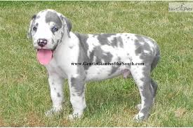 The tiger stripes themselves are often a darker shade. Best Blue Harlequin Great Dane