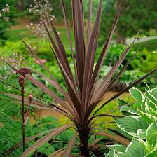 Image result for Cordyline