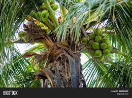 Are you searching for palm tree png images or vector? Green Coconut Tree Image Photo Free Trial Bigstock