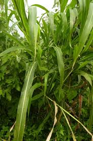 Image result for Sorghum arundinaceum