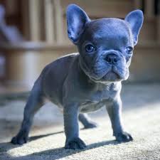 They have a purple lilac coat color that can be quite attractive. The Many Colors Of The French Bulldog Petshotspot Com