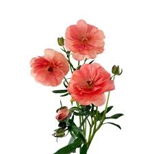 Image result for Ranunculus raeae