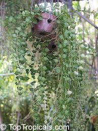 Image result for Polysphaeria dischistocalyx