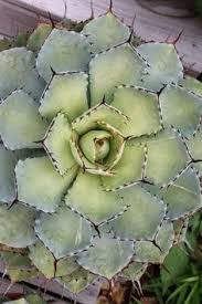 Cactus and succulent dish gardens. 16 New Plants For The New Year 2019 Pdn Ideas Plants Planting Flowers Perennial Plants