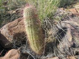 One of my other pastimes is birding. Recent Events For The Cactus And Succulent Society Of New Mexico