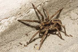 Image result for wolf spider bite skin
