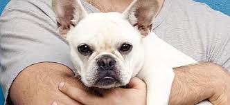 The french bulldog has the appearance of an active, intelligent, muscular dog of heavy bone, smooth coat, compactly built, and of medium or small structure. Celebrity French Bulldogs 99 Awesome Frenchie Name Ideas