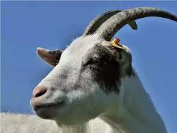 Past, present, future see all. Burdwan Goat Rape West Bengal Man Tries To Rape Goat In Critical Condition Being Thrashed By Local Residents Crime News