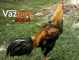 Agen Sabung Ayam Online Jalak