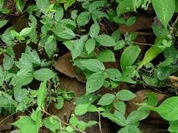 Image result for Teramnus uncinatus