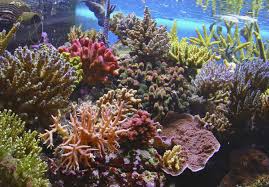 Rafy koralowe coraz dalej od równika - Klimat - Ocieplenie klimatu ...