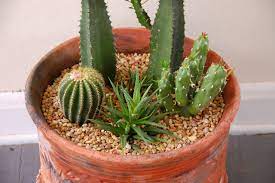 These tiny cacti do not require repotting very frequently, but you should know when and how to repot moon cactus at least every 3 to 4 years. When And How Should I Repot My Cactus Dummer Garden Manage Gfinger Es La App De Jardineria Mas Profesional