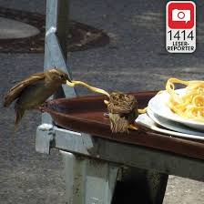 Bild De Spatz Spatzle Tiere
