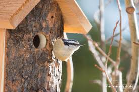 This makes it more difficult for a predator to find the nest using its sense of smell. Red Breasted Nuthatch Archives Birds Calgary