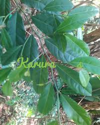 Image result for Trilepisium madagascariense