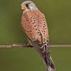 Roofvogels zijn meestal vleesetende vogels die op een prooi jagen. Https Encrypted Tbn0 Gstatic Com Images Q Tbn And9gctwv9ss641wrfwkt1ak Cpdflsy19gsvbtitqq4qifx4aeybyp3 Usqp Cau