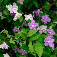Image result for Brunfelsia pauciflora