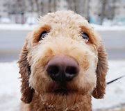 Sveiki, reikia pagalbos del suns elgesio klaipedoje, gal galite ka nors rekomenduoti? Dogs Of Vilnius Graziausi VilnieciÅ³ Augintiniai Galerija Gyvenimas 15min Lt